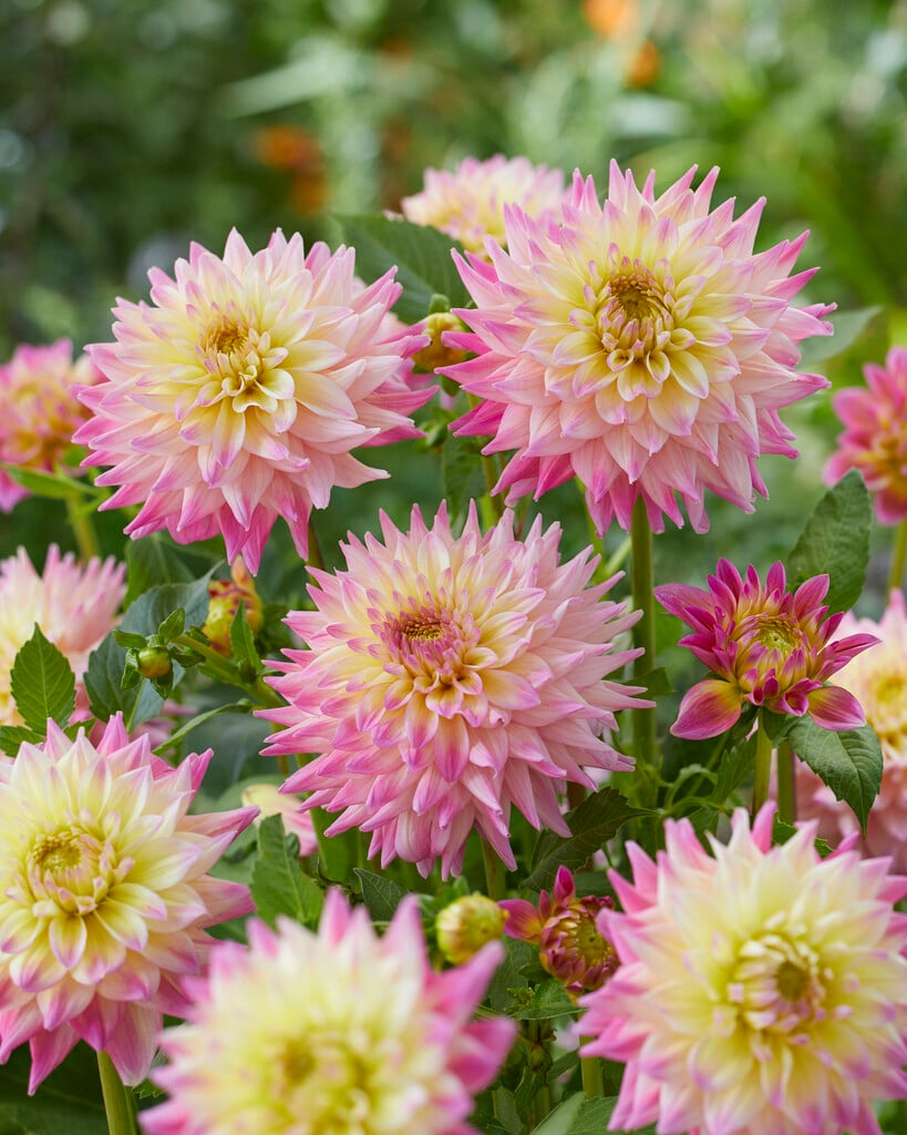 <i>Dahlia</i> 'Romantique' (D)