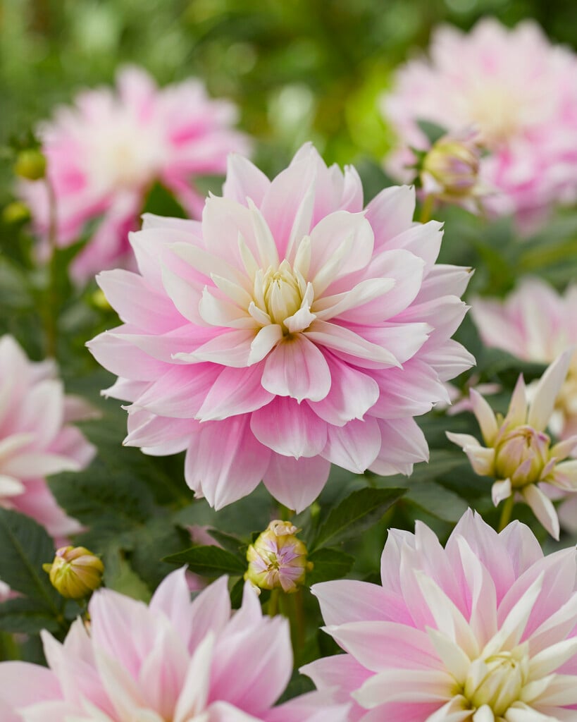 dahlia 'Evanah'