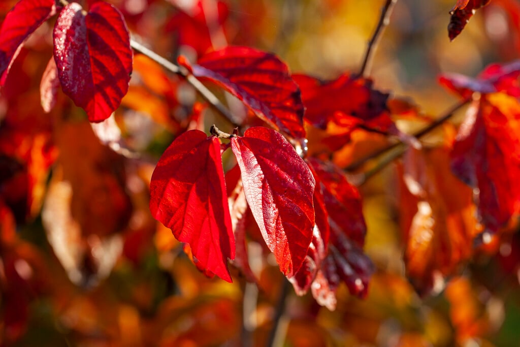 Persian ironwood [Persian Spire]