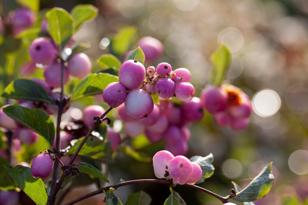 snowberry [Magical Candy]