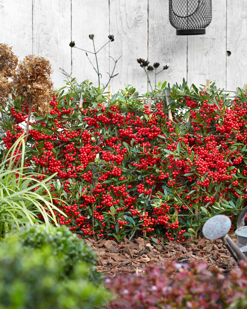 scarlet firethorn 'Red Star'