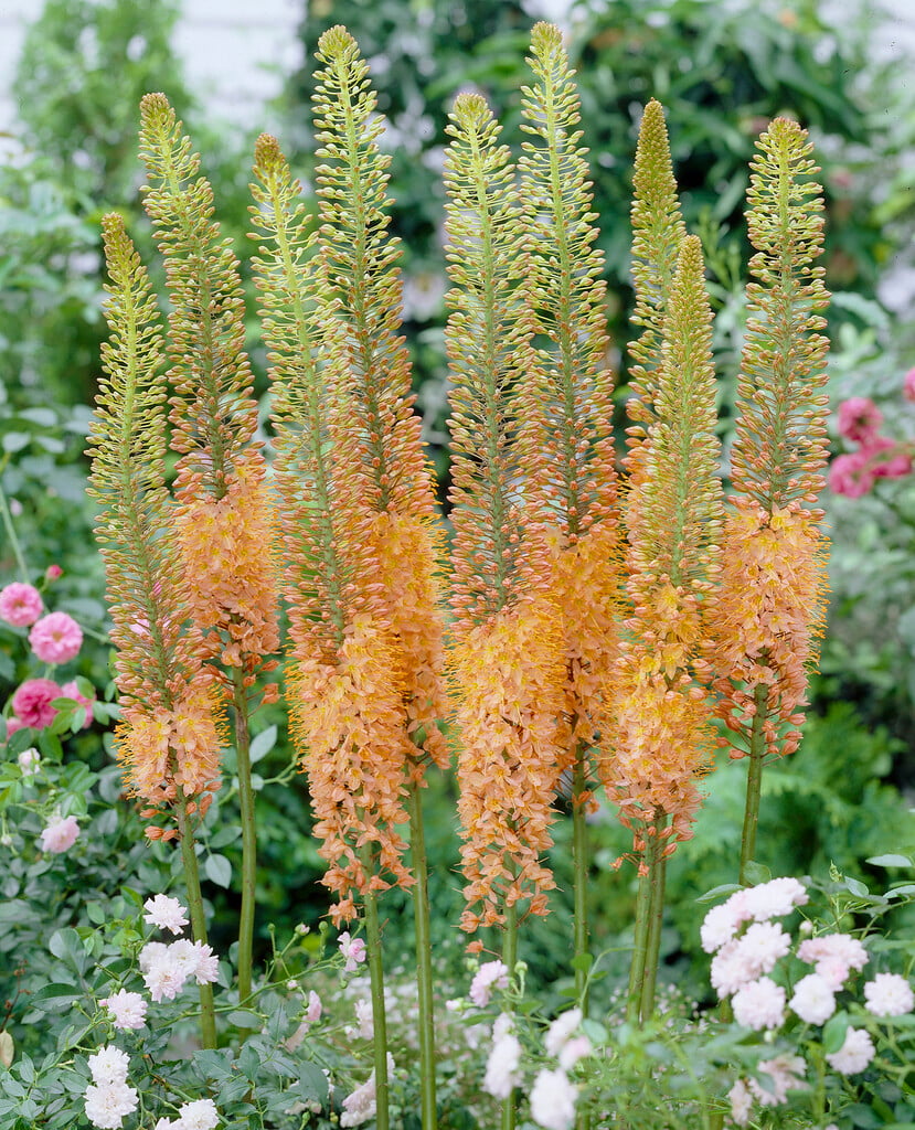 foxtail lily 'Cleopatra'