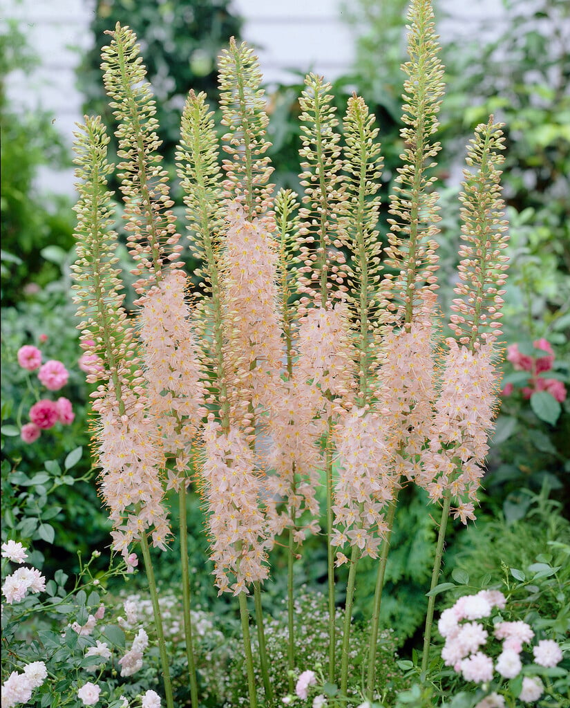 <i>Eremurus</i> 'Roford'