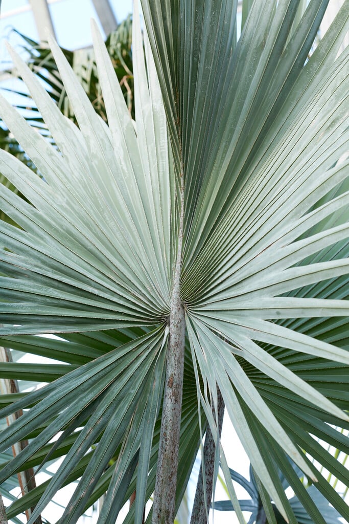 <i>Bismarckia</i> <i>nobilis</i>