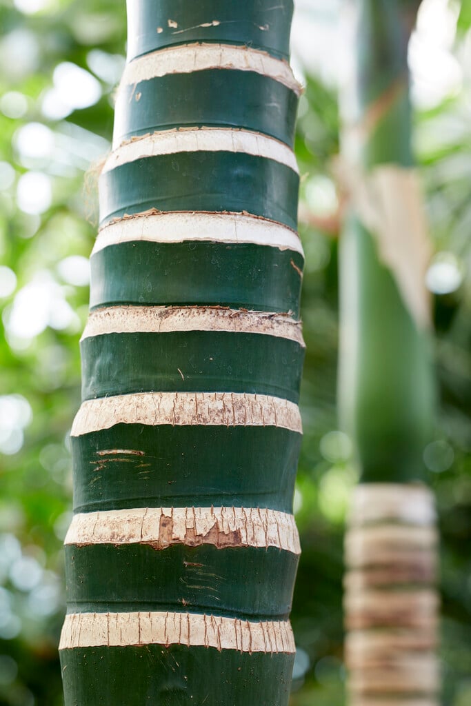 areca nut