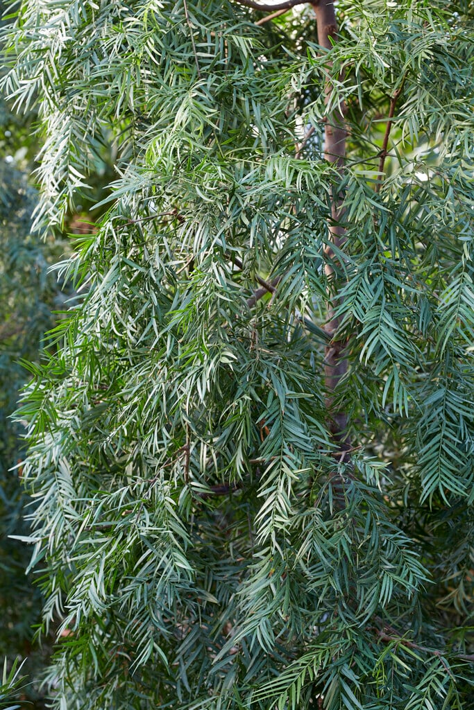 African fern pine