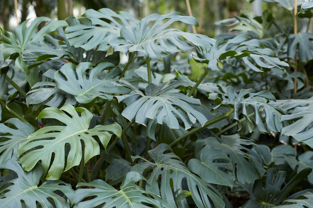 Swiss cheese plant