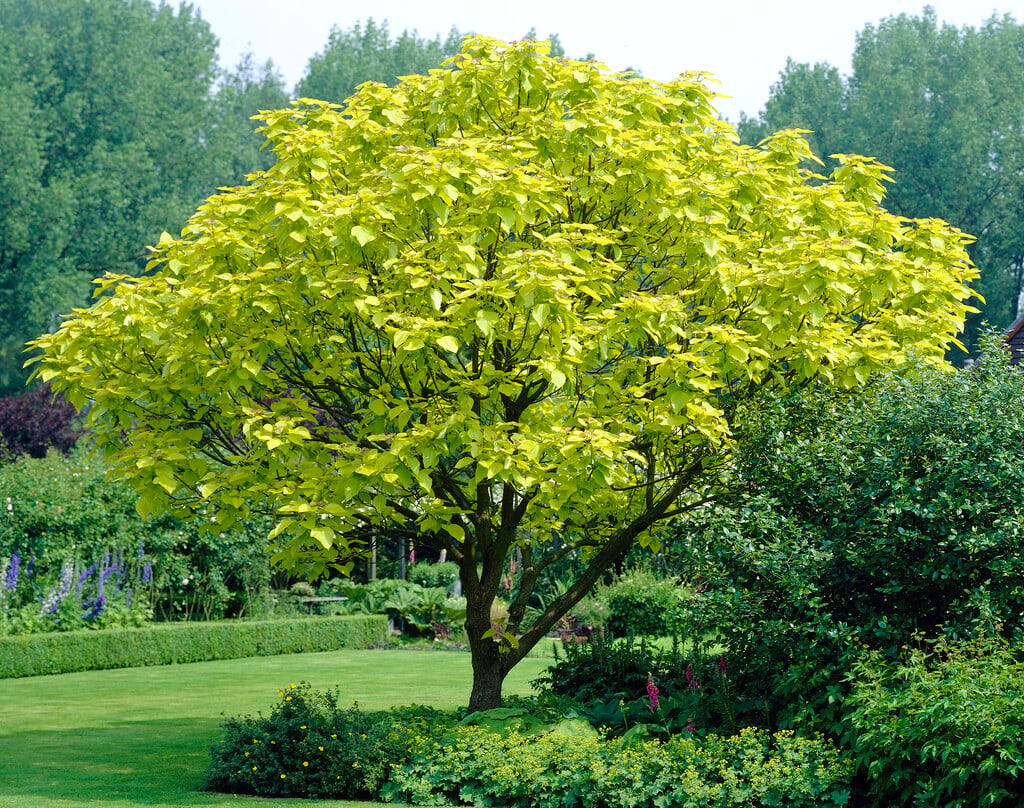 golden Indian bean tree