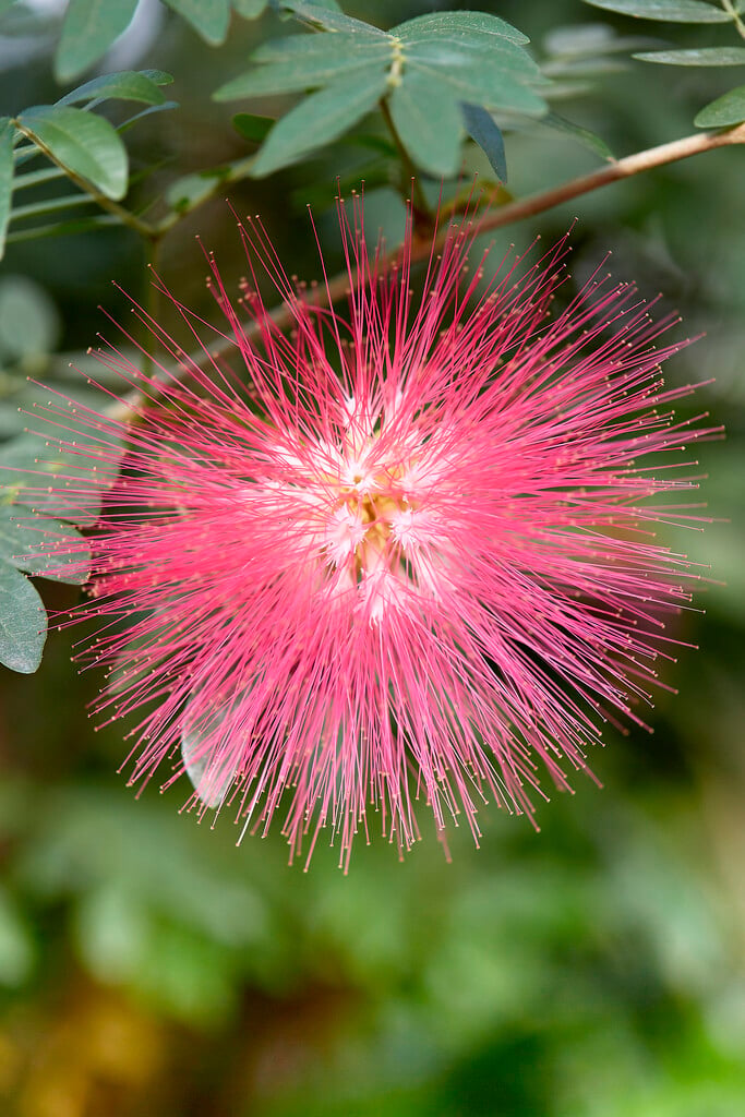 <i>Calliandra</i> <i>houstoniana</i>