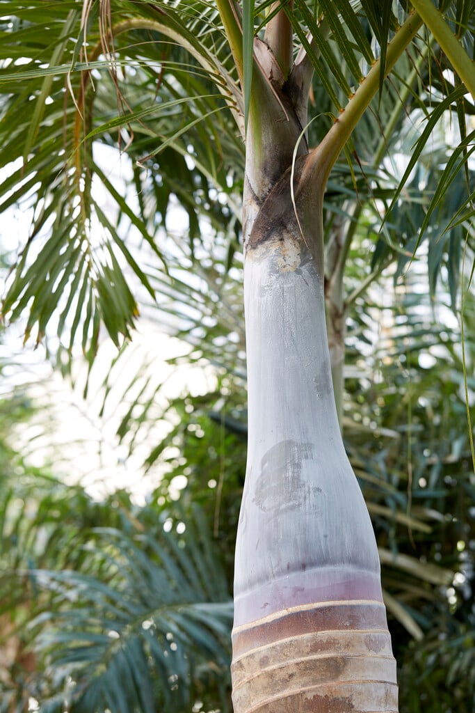 bottle palm