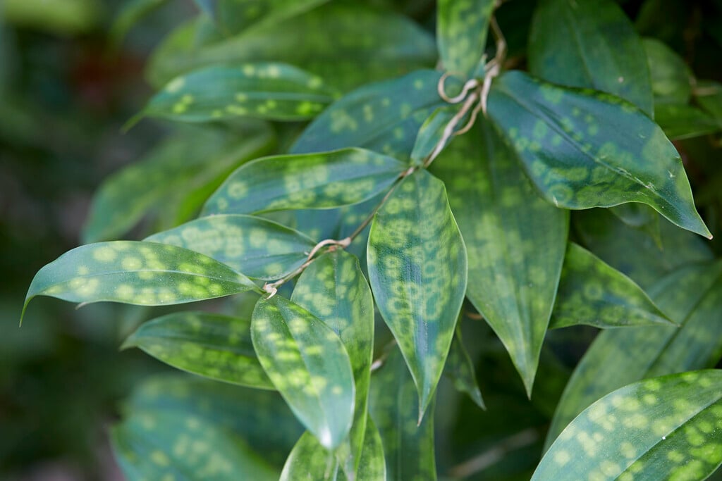 peace lily potted plant Peace Lily main image 1