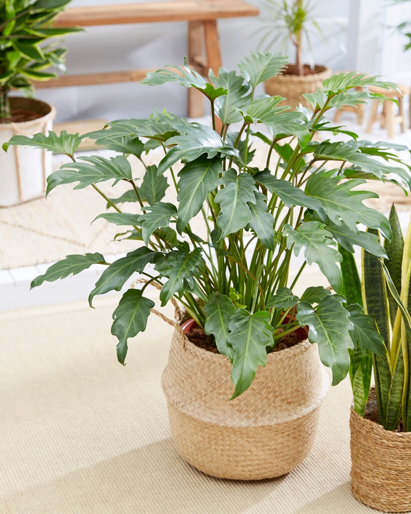 <em>Philodendron</em> <em>xanadu</em>