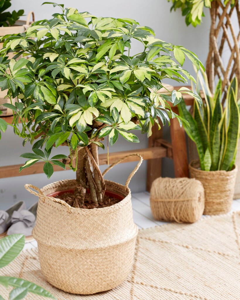 umbrella tree 'Gold Capella'