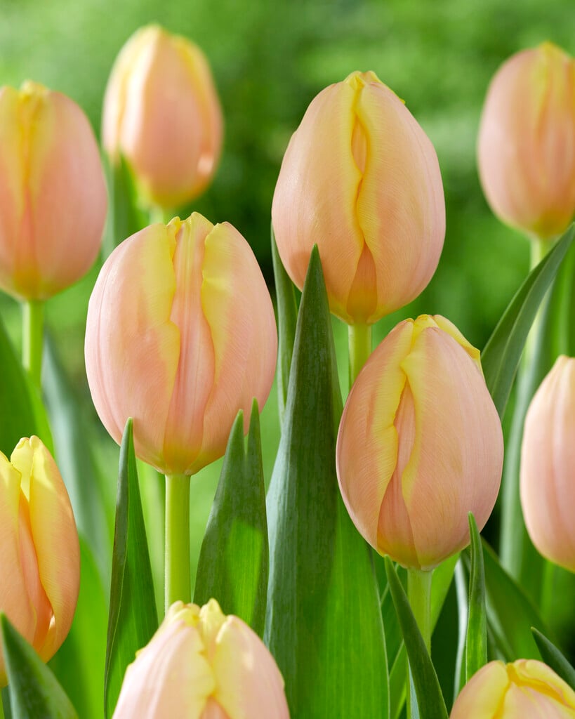 tulip 'Mango Charm'