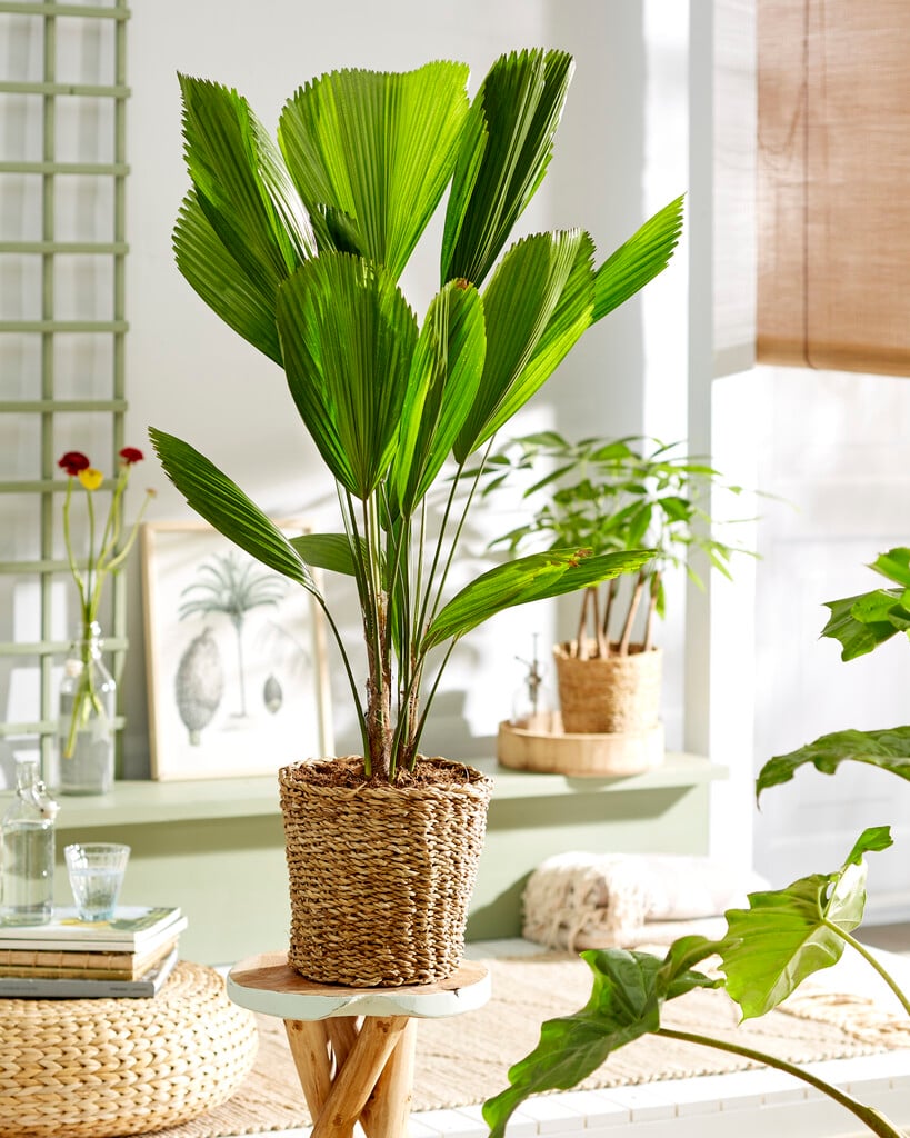 fan palm