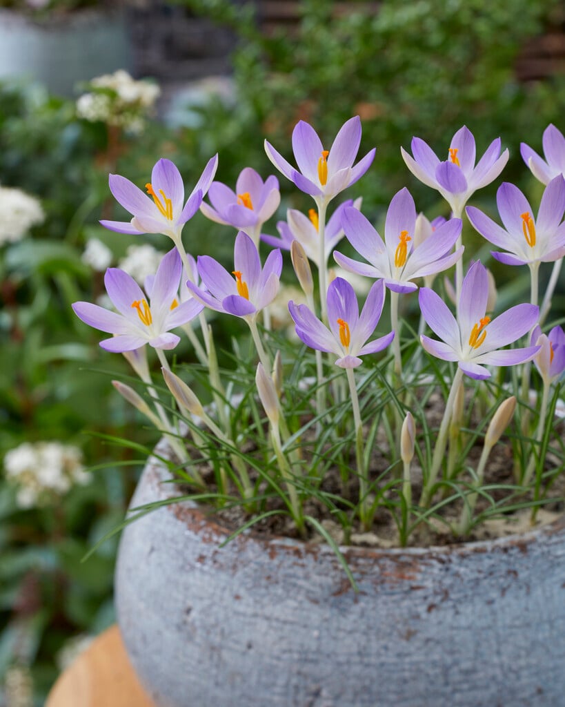 <em>Crocus</em> <em>tommasinianus</em> 'Lilac Beauty'