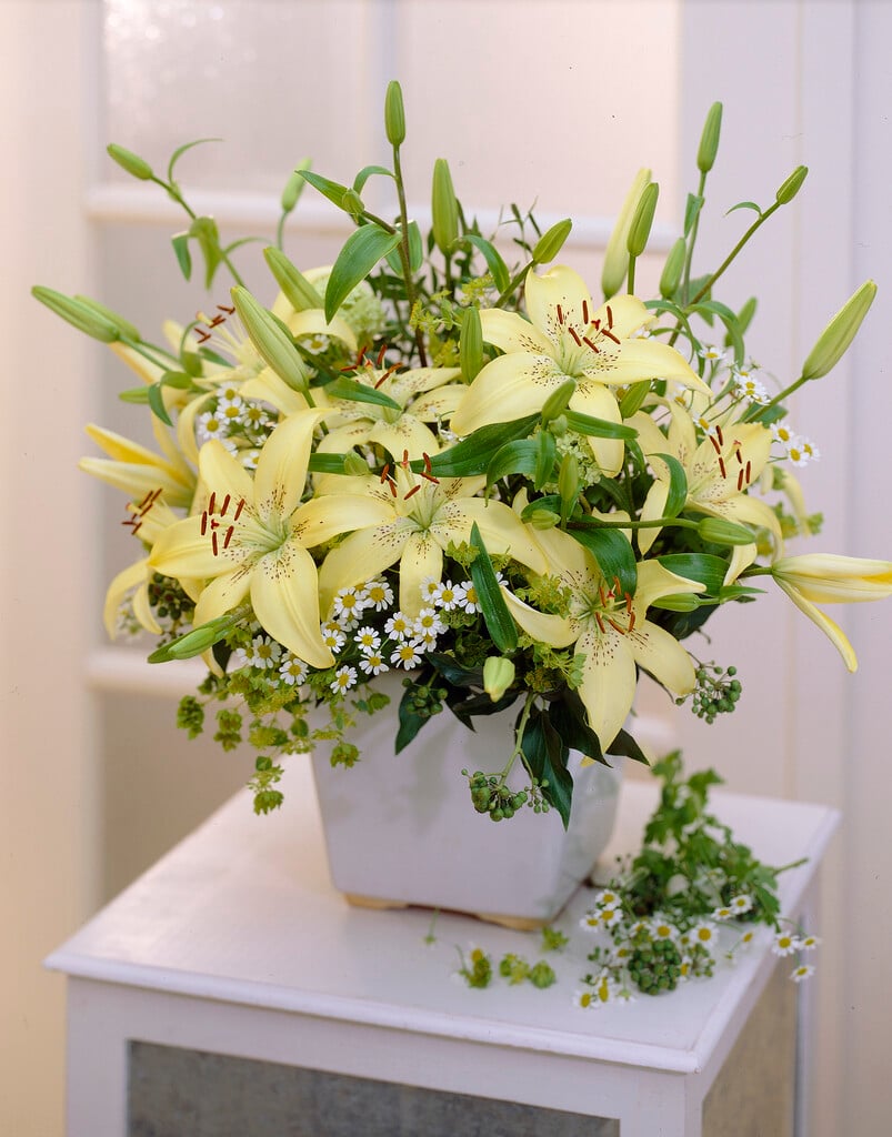 lily 'Lemon Tree'