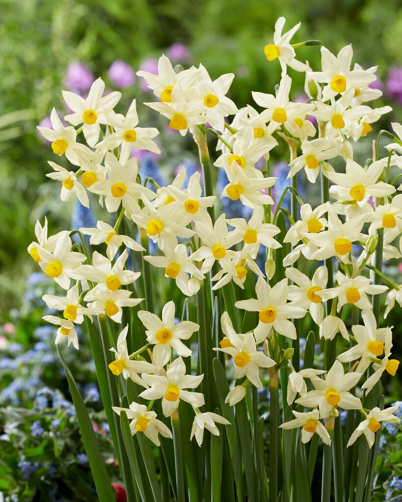 Italian daffodil