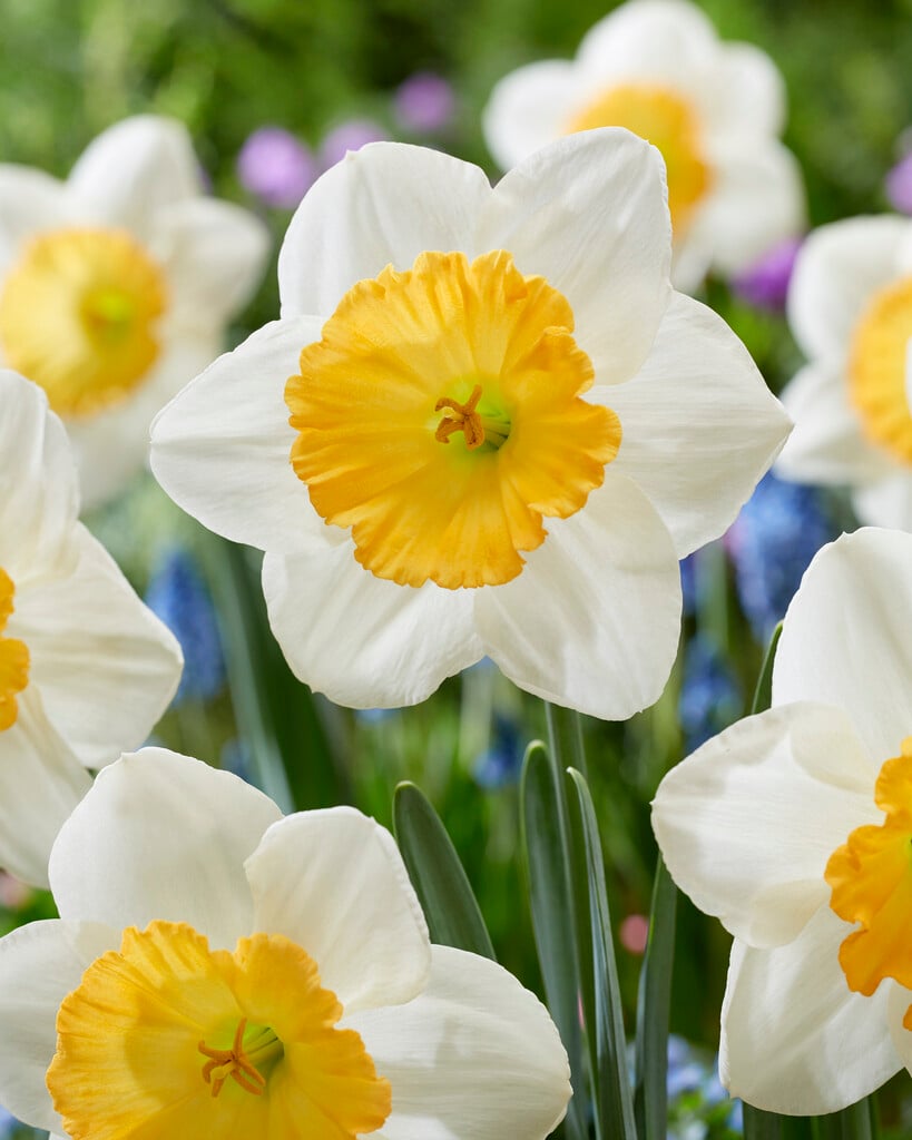 daffodil 'Fragrant Breeze'