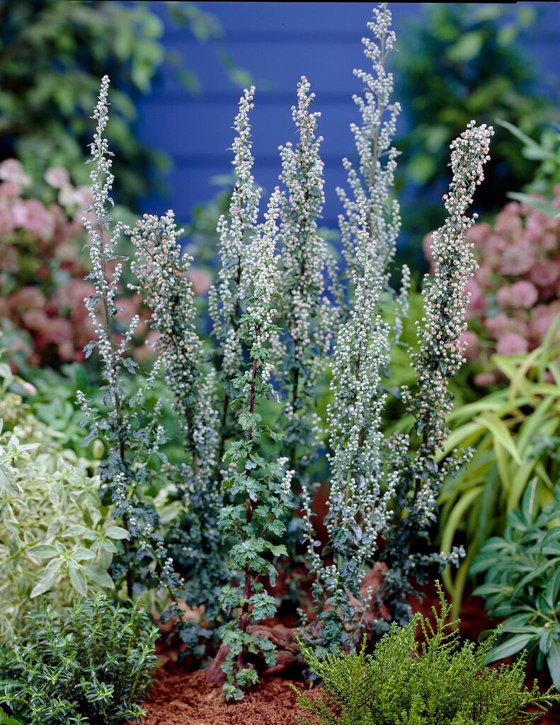 <i>Artemisia</i> <i>vulgaris</i> 'Crispa'