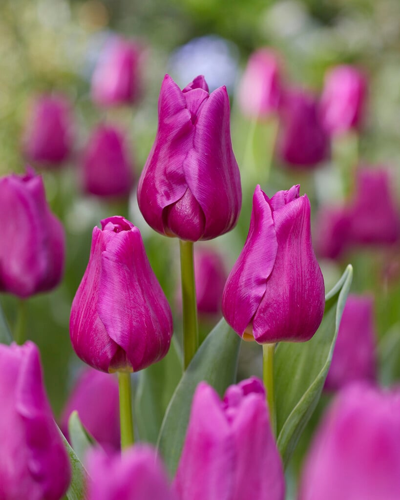 tulip 'Passionale'