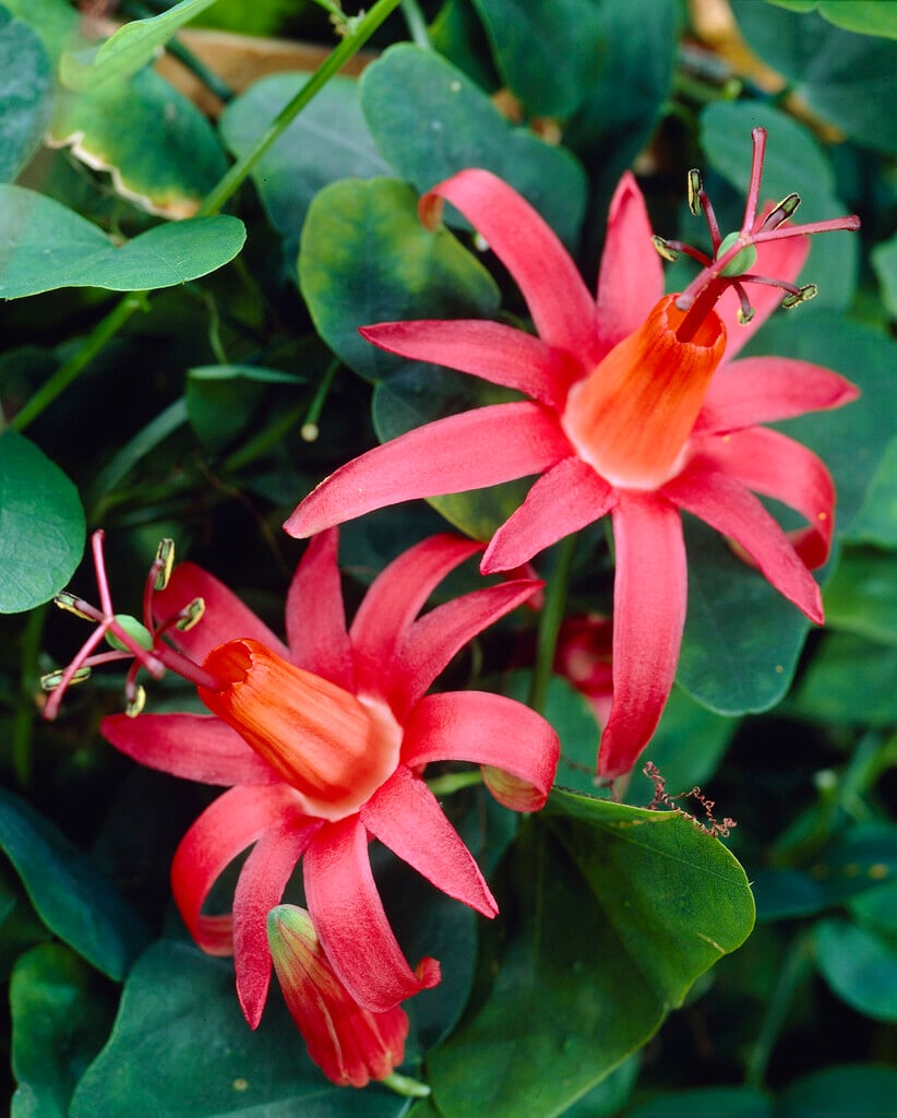 <i>Passiflora</i> <i>murucuja</i>