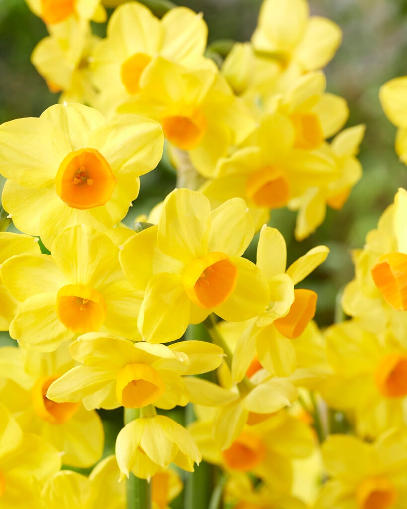 daffodil 'Innisidgen'