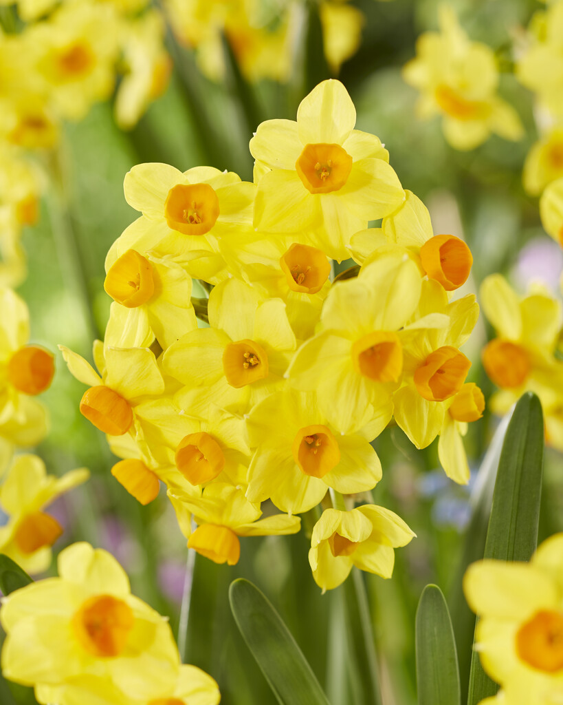 daffodil 'Innisidgen'