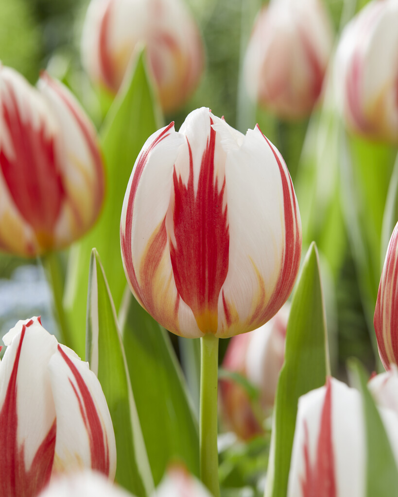 tulip 'Carnaval de Rio'