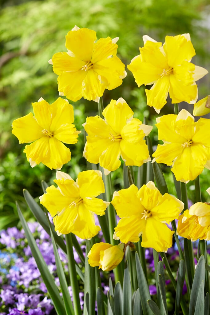 daffodil 'Banana Daiquiri'