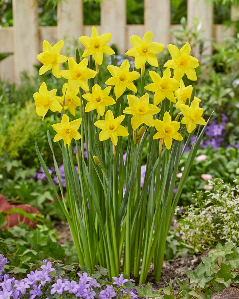 daffodil 'Marie Curie Diamond'
