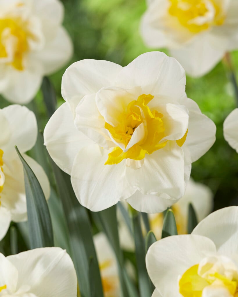 daffodil 'Salou'