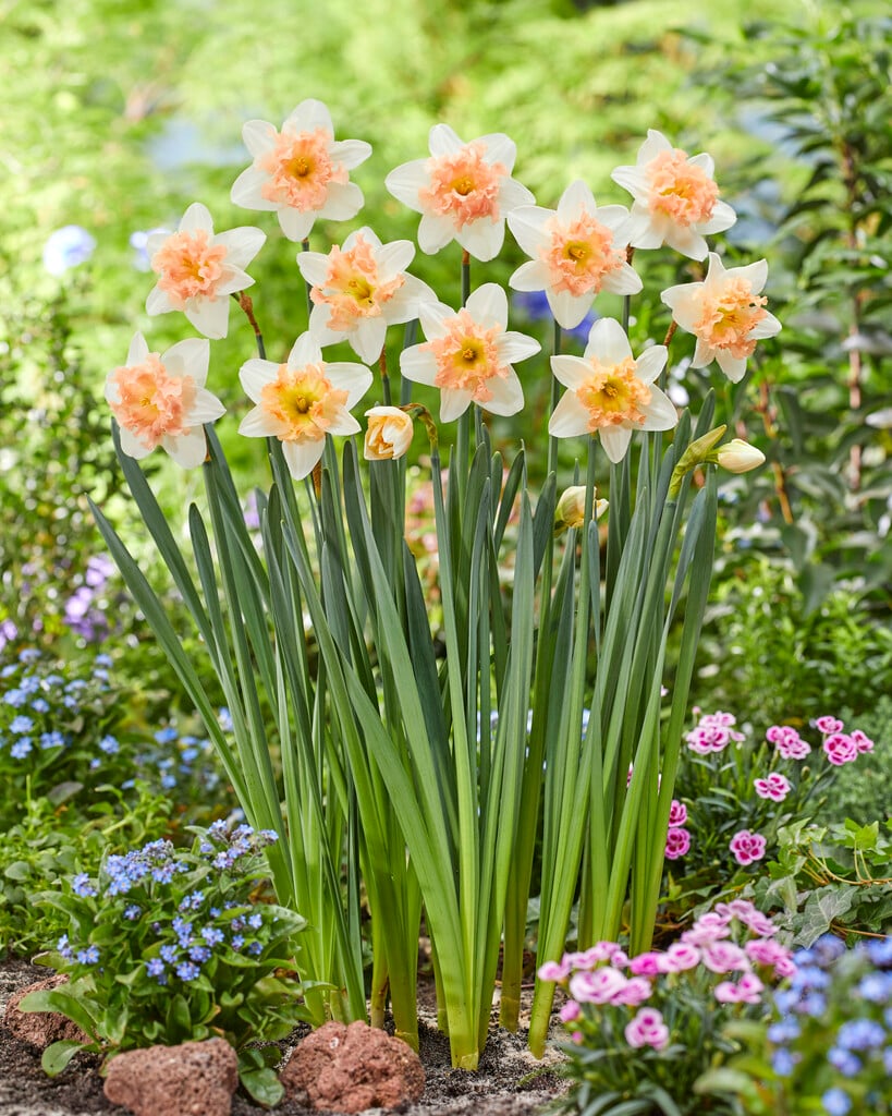 Narcissus &Palmares& (11a) | Bulbs/RHS