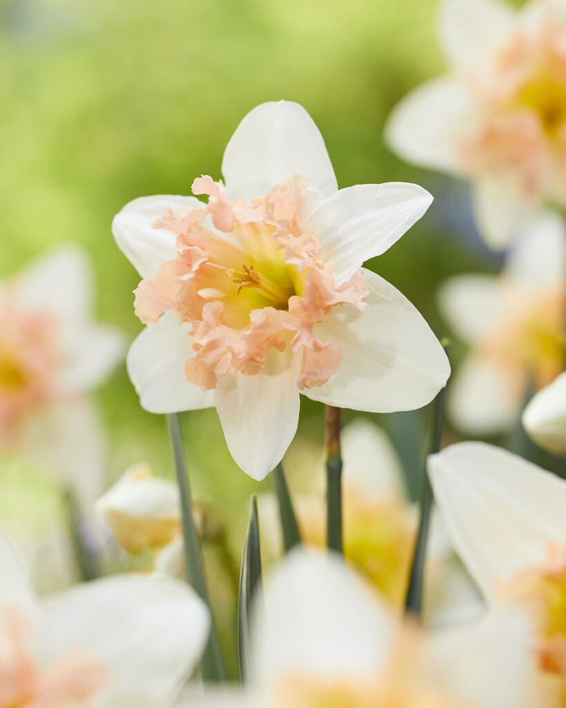 daffodil 'Palmares'