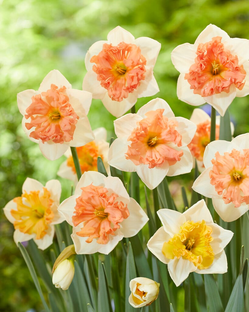 daffodil 'Hungarian Rhapsody'