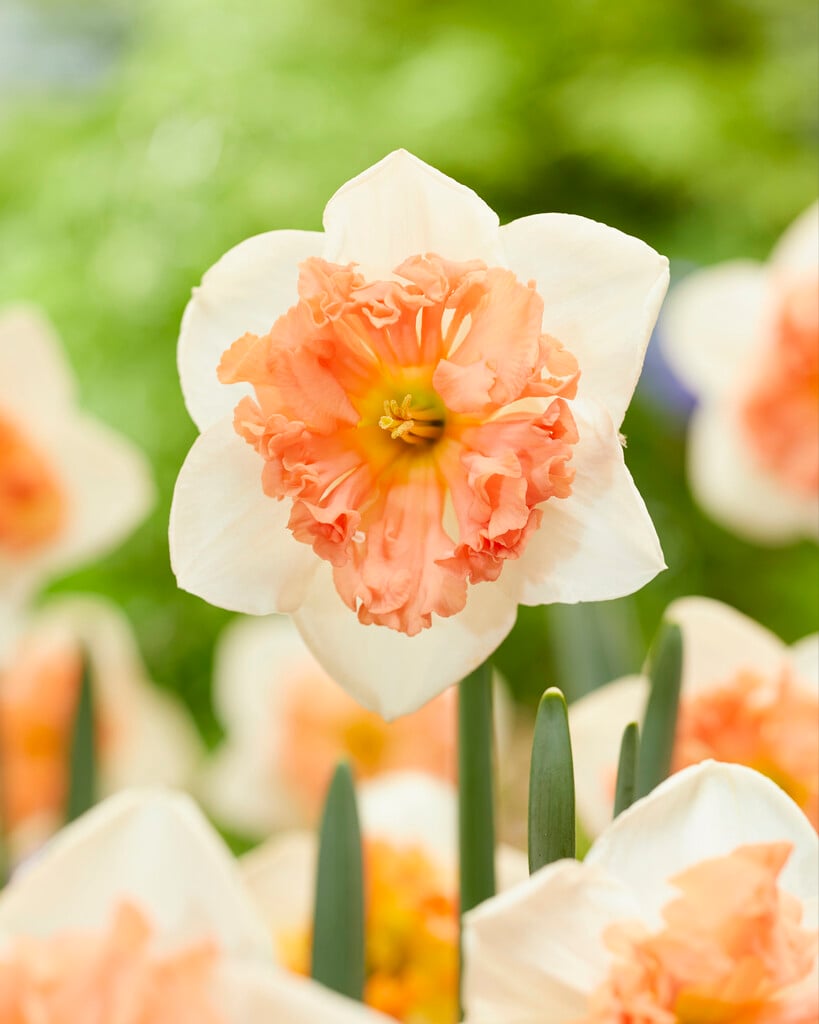 daffodil 'Hungarian Rhapsody'