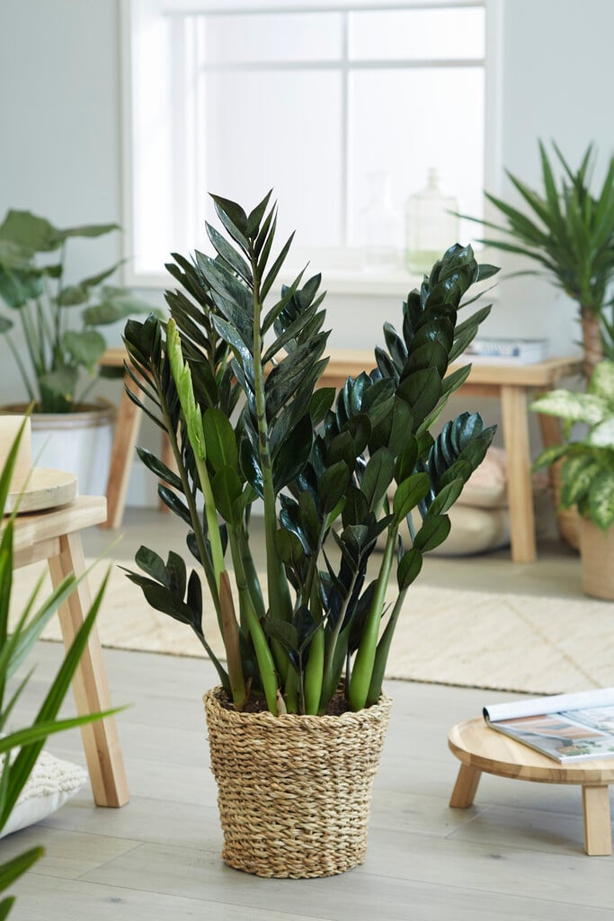 <i>Zamioculcas</i> <i>zamiifolia</i> 'Super Nova'