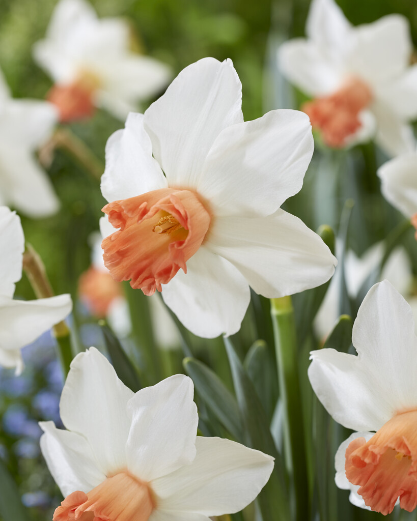 daffodil 'Charming Lady'