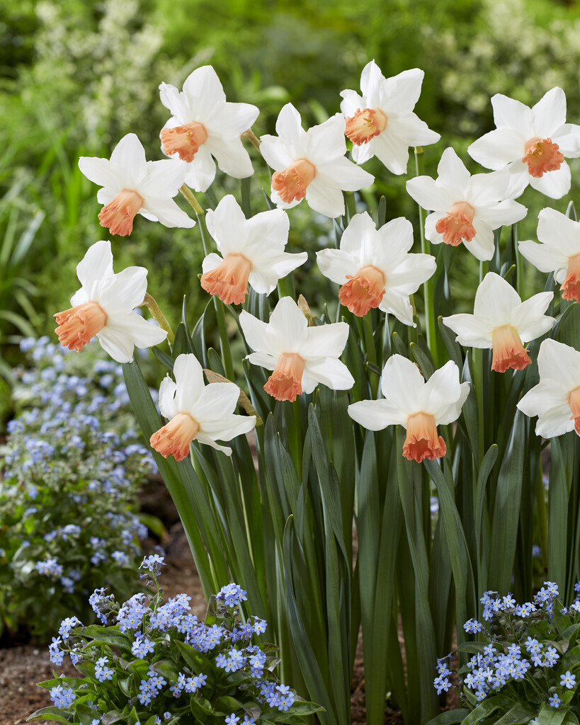 daffodil 'Charming Lady'