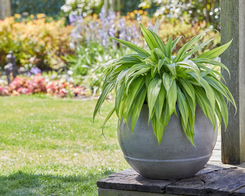 plantain lily 'Hyuga-urajiro'