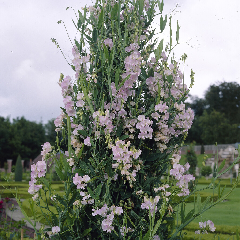 everlasting pea 'Rosa Perle'