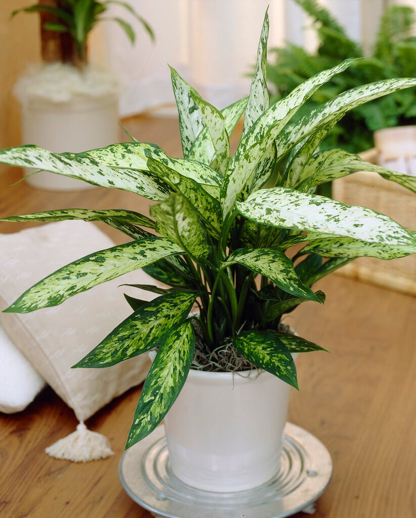 <em>Dieffenbachia</em> 'Vesuvius'<sup>PBR</sup>