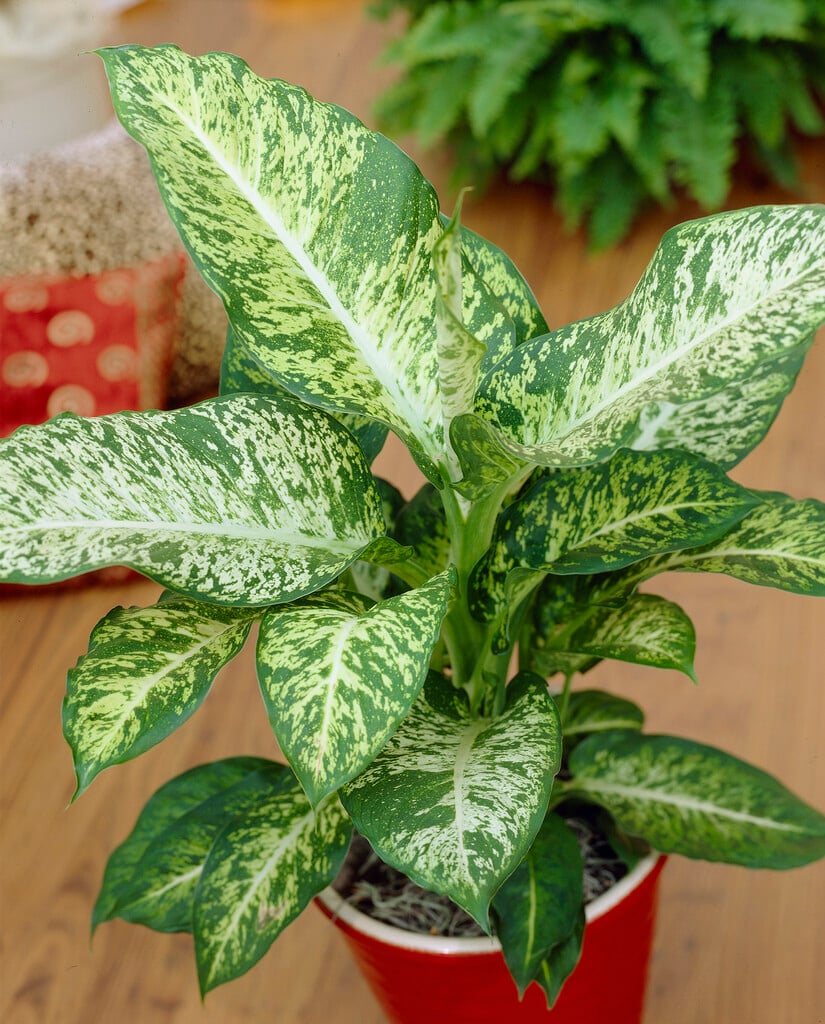 <i>Dieffenbachia</i> 'Mars' (v)