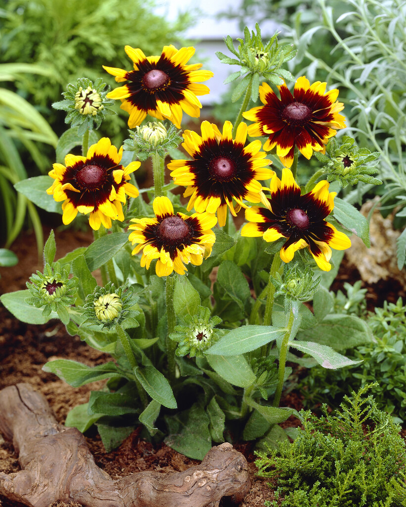 Rudbeckia Hirta Sonora Black eyed Susan Sonora Rudbeckia Hirta Sonora Black eyed Susan Sonora