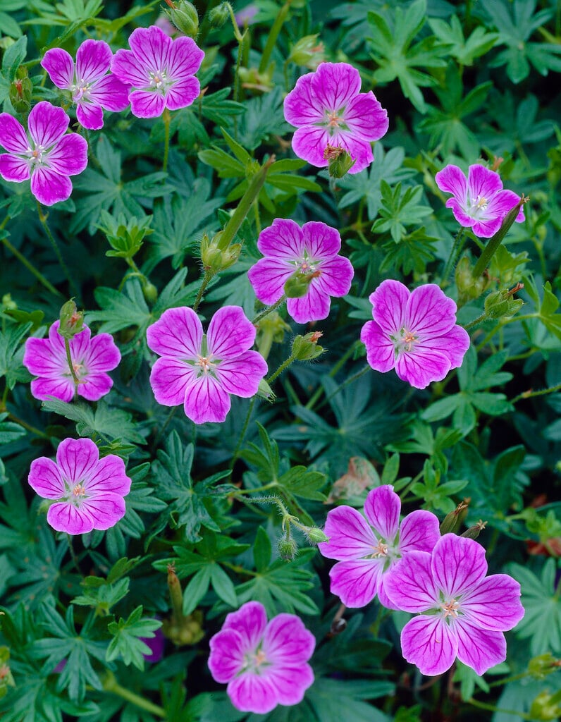 bloody cranesbill 'Canon Miles'