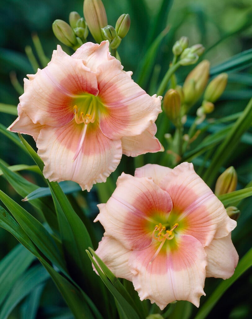 daylily 'Janice Brown'