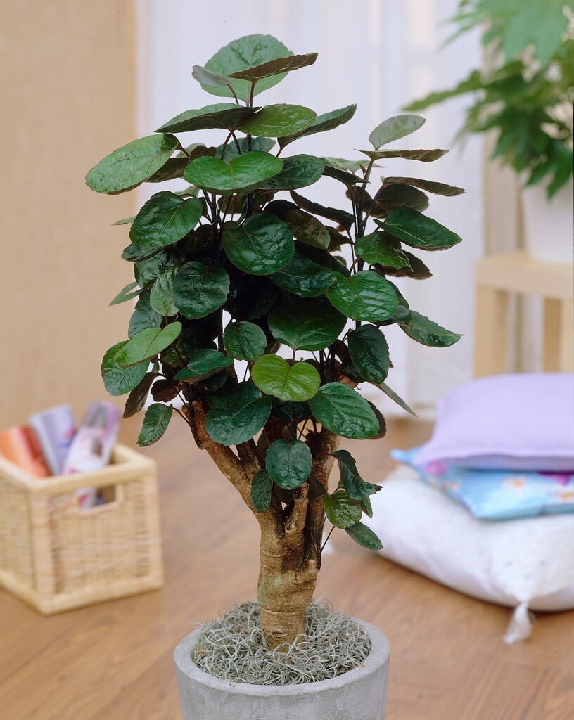 Ming aralia 'Fabian'