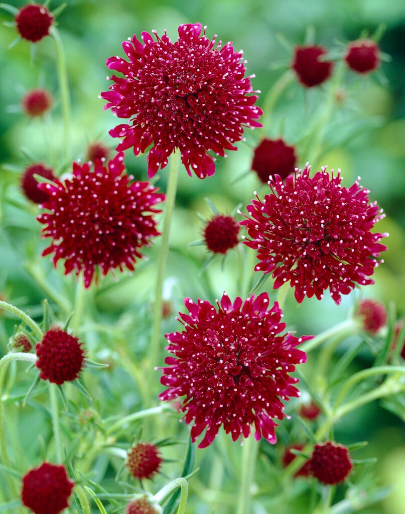 <i>Scabiosa</i> <i>atropurpurea</i> 'Chilli Red'