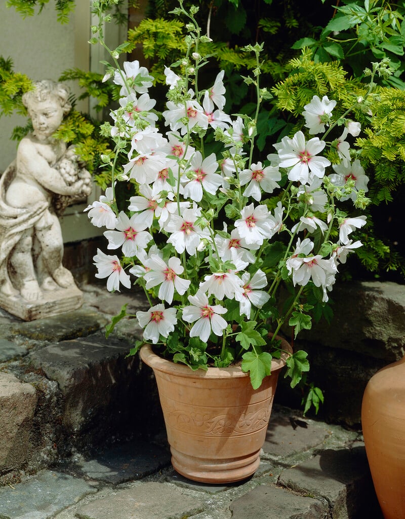 tree mallow 'Blushing Bride'