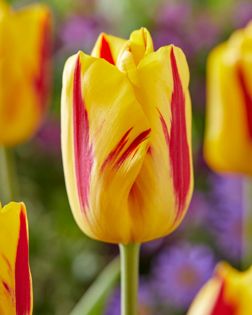 tulip 'Washington'
